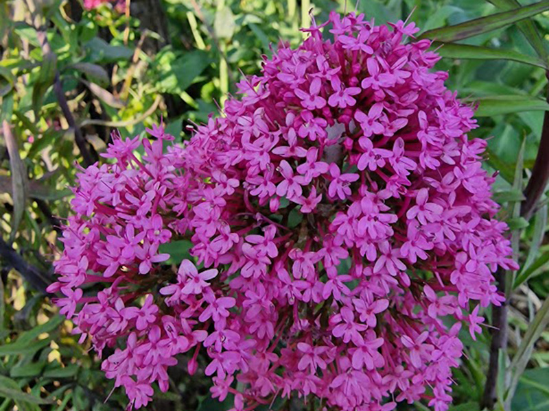 Red Valerian (introduced, first seen in UK in 17th century) Red Valerian (introduced, first seen in UK in 17th century)