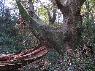 Broken limb of an Idehurst Oak at The Mens. Broken limbs provide food and nesting opportunities for small mammals, birds and invertebrates that specialise in using dead wood for their survival.