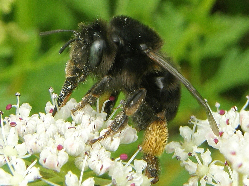 Anthophora retusa female © Steven Falk
