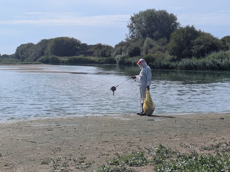 Collecting dead birds on the water's edge