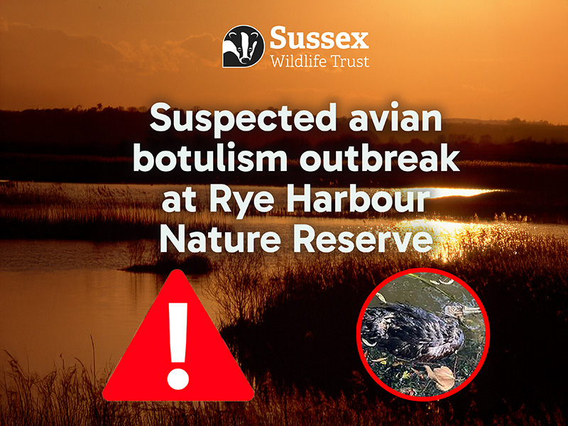 Suspected avian botulism outbreak at Rye Harbour Nature Reserve