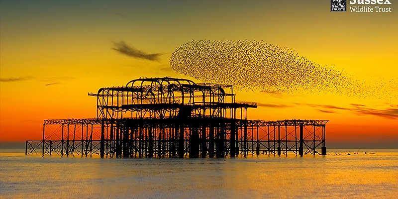Starling Murmuration, Brighton © Sean Stones