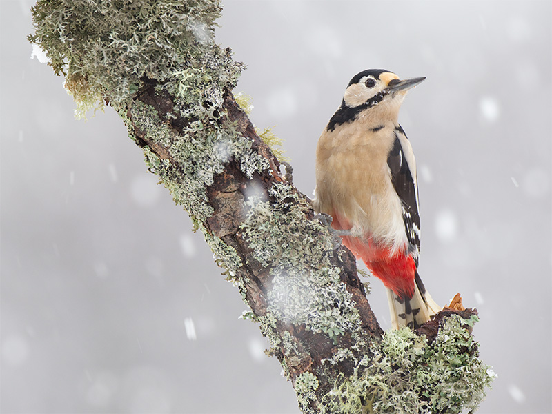Season's Greetings from the Sussex Wildlife Trust