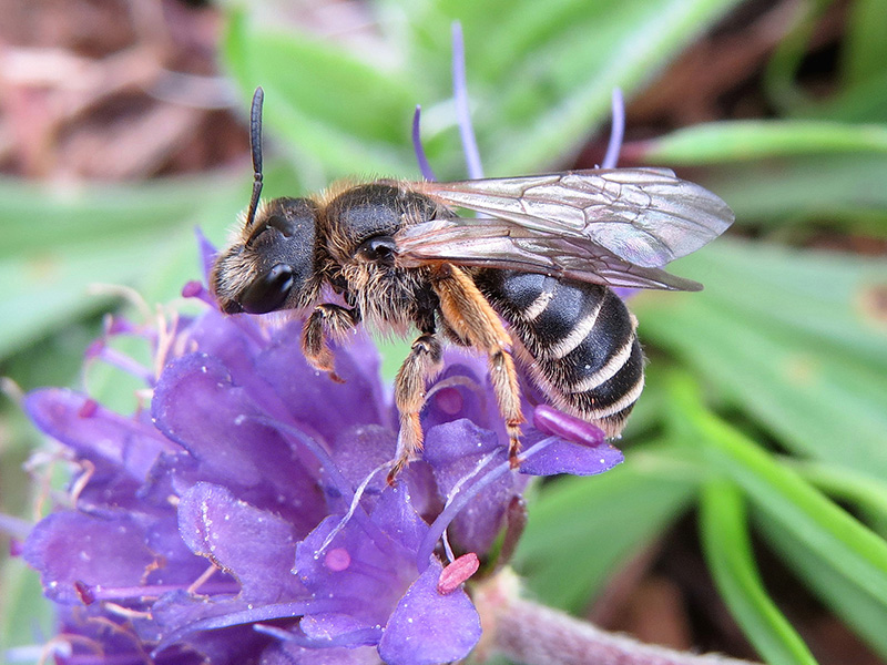 Halictus eurygnathus female © Steven Falk