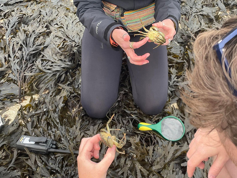 Identifying Crabs on Seven Sisters Beach © Ruby Stothard