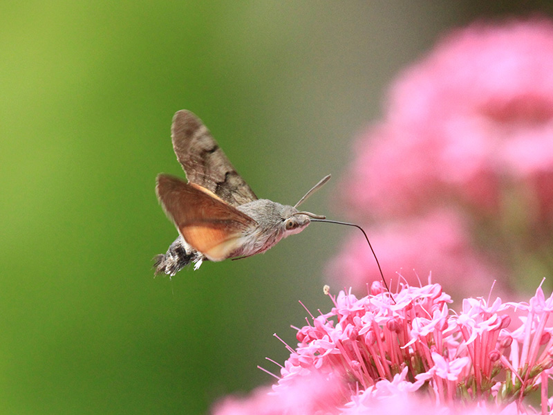 30 Days Wild diary: Week 3