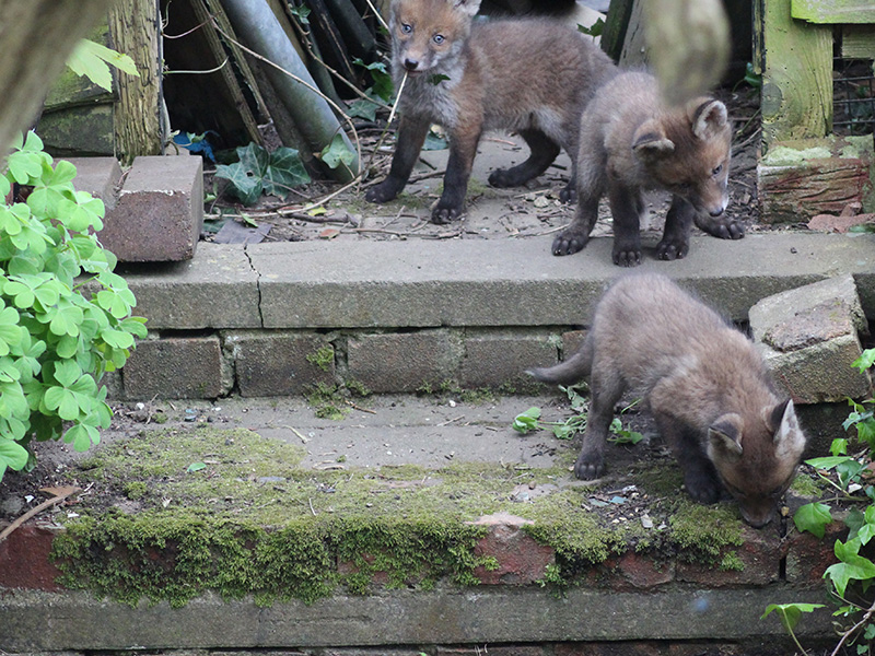 Cubs investigating their environment © Sophie Atkinson