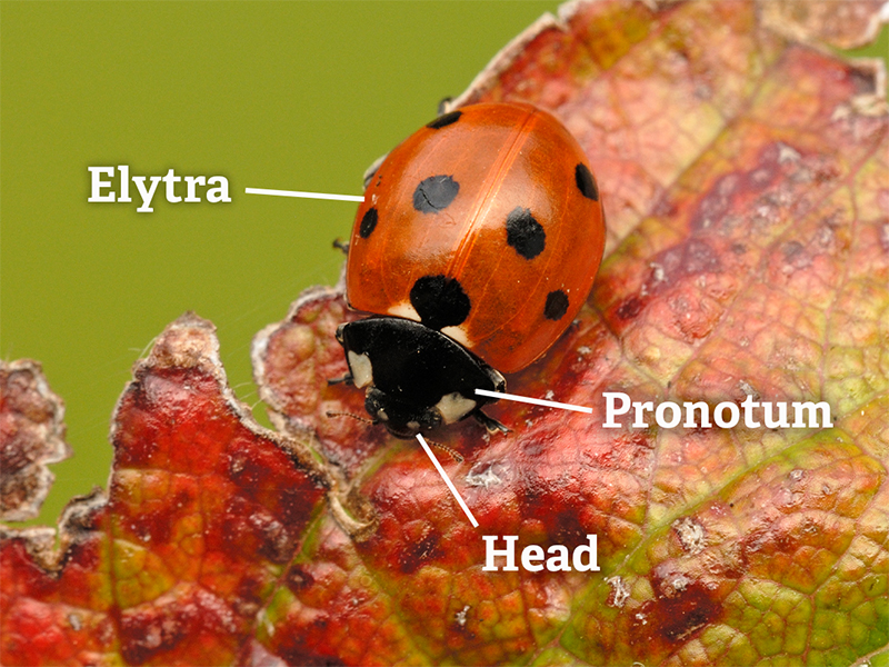 7-spot Ladybird © Dawn Monrose 7-spot Ladybird © Dawn Monrose