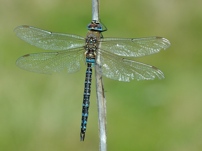 Migrant Hawker © Bob Eade