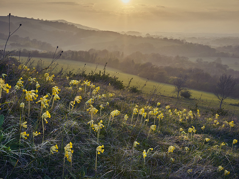 Cowslips © Matthew Thomas