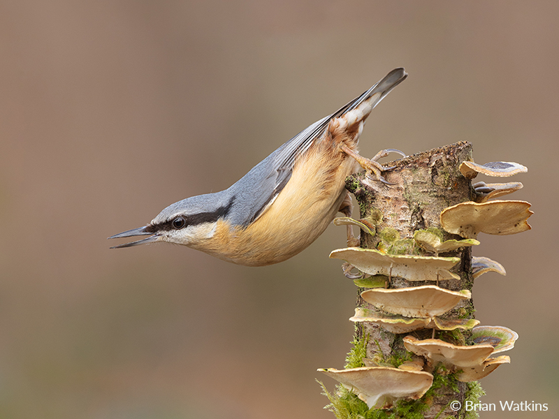 7. Nuthatch on Fungi - Brian Watkins