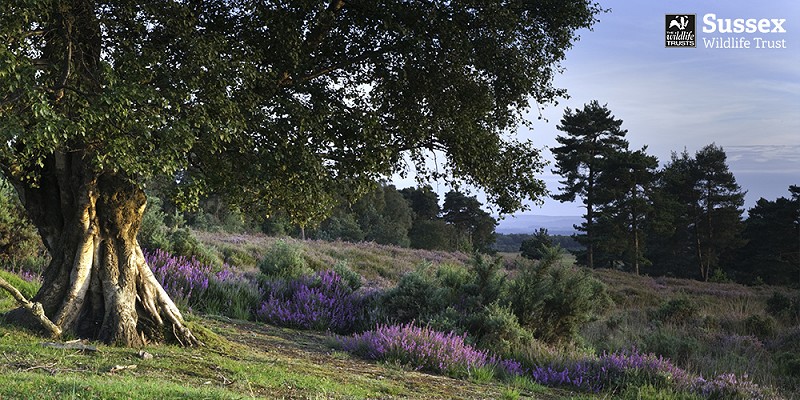Old Lodge nature reserve © Nigel Symington