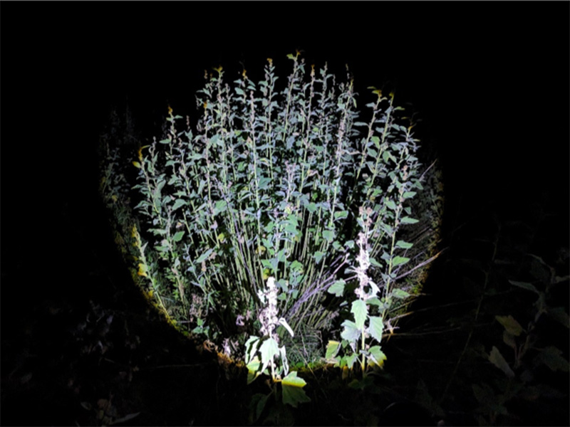 Moth light trap