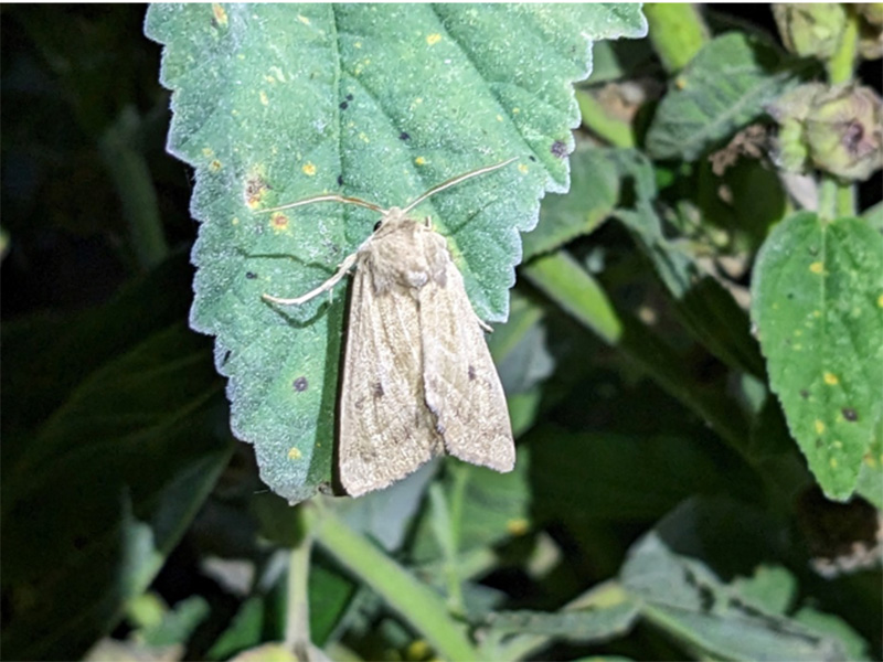 Of Moths and Marsh Mallow