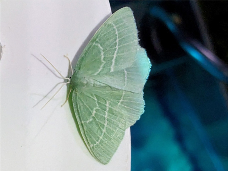 Small Emerald moth