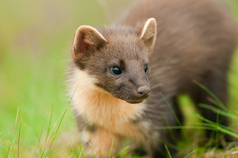 Is Britain still great for Pine Marten?