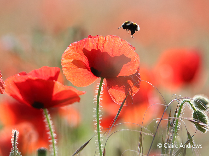 8. Poppies in the Sun - Claire Andrews