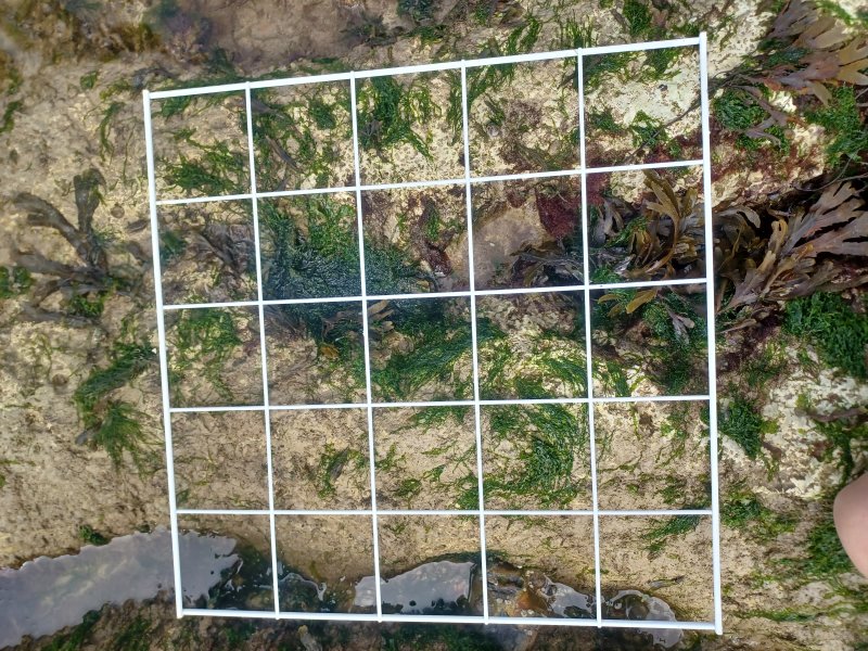 Quadrat for surveying Quadrat for surveying