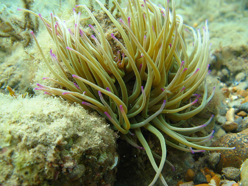 Snakelocks Anemone © Gerald Legg, Naturalmaging