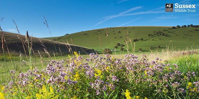 Southerham Farm nature reserve © Nigel Symington