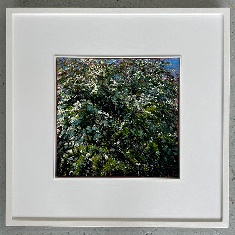 ‘Spring flowering Hawthorn, near the River Adur, Sussex’ framed, by Andrew Gifford