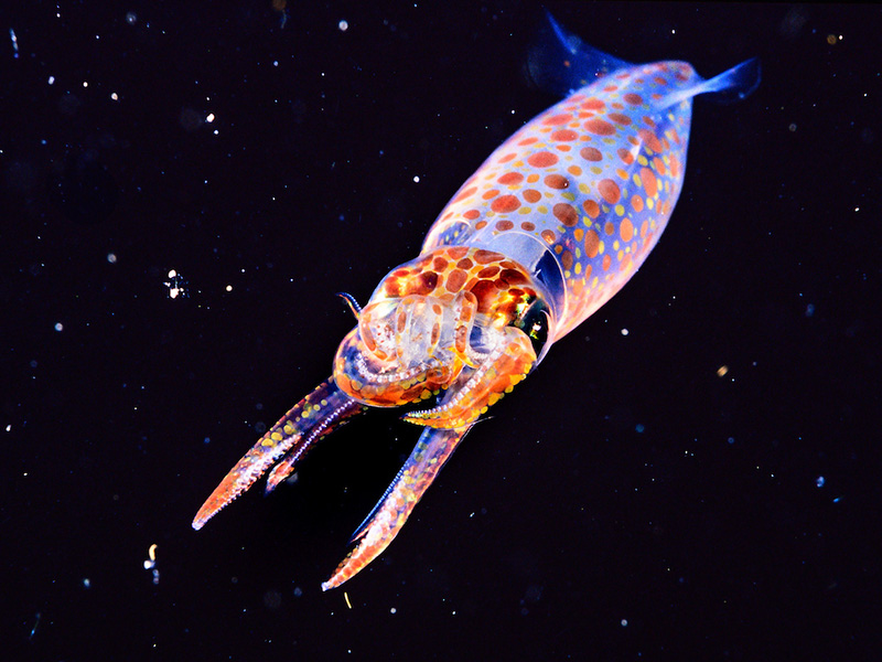 Take Action for World Ocean Day