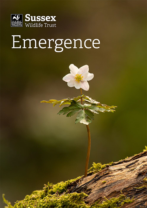 Emergence