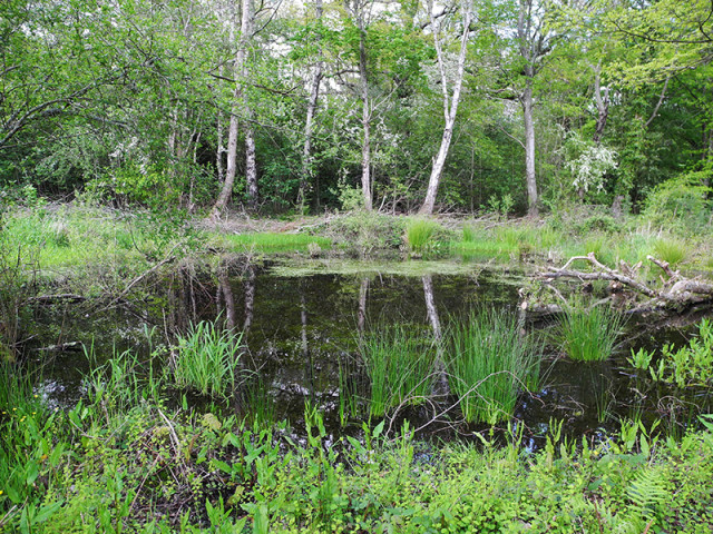 The Warren, Ebernoe © Mark Monk Terry