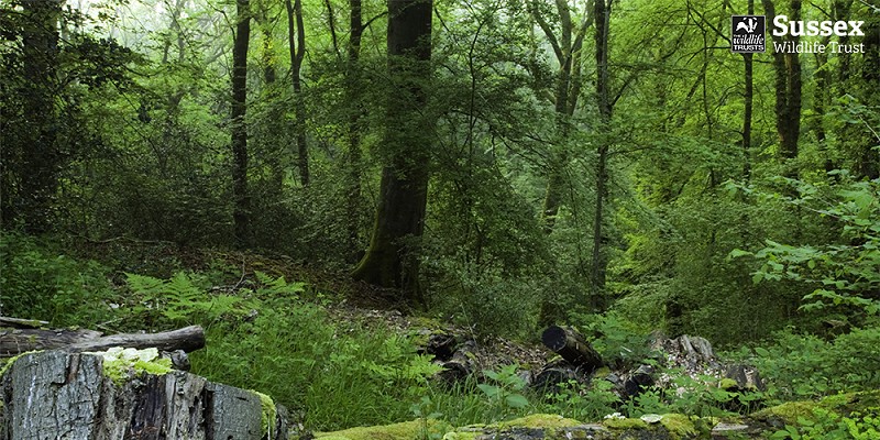 The Mens nature reserve © Nigel Symington