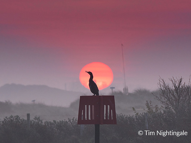 Festival of Lights Wildlife - Rye Harbour Nature Reserve (11/11/2023)