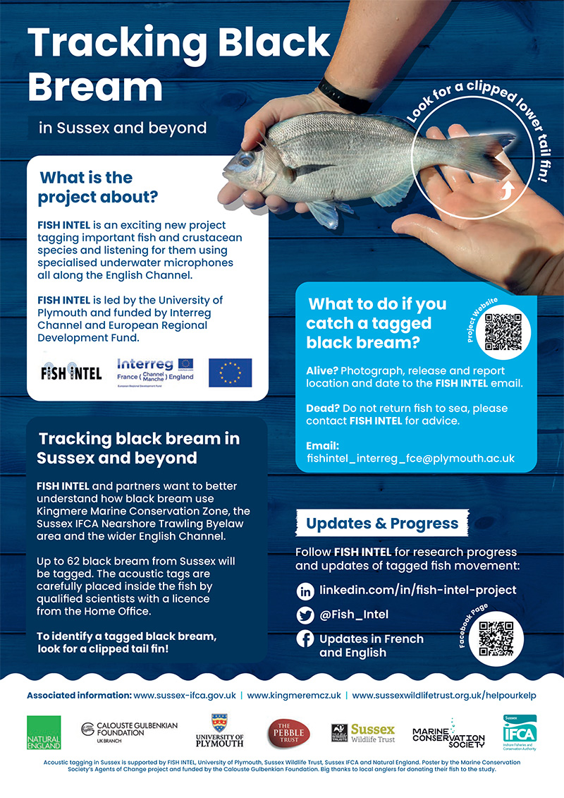 800TrackingBream Marine Conservation Society Bream Poster A4 WEB