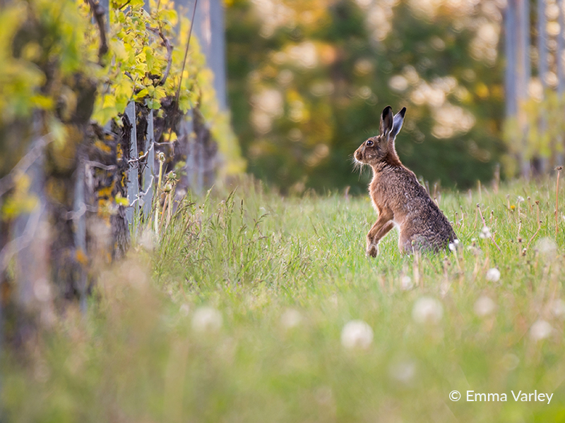 11. Vineyard Hare - Emma Varley