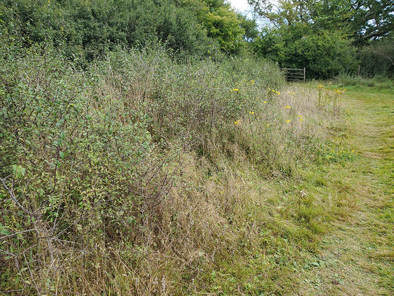 Blackthorn hedge, good habitat for Brown Hairstreaks