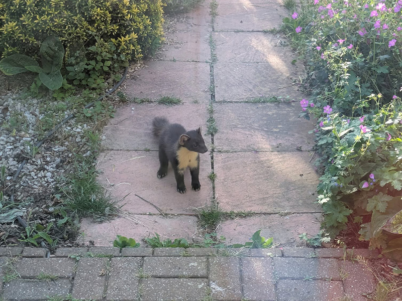 Pine Marten in Worthing - the best laid plans