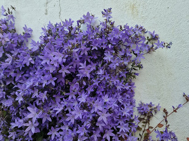 Trailing Bellflower (introduced in the 20th century) Trailing Bellflower (introduced in the 20th century)