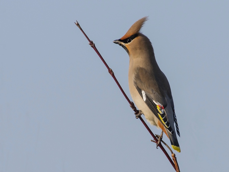 Waxwing Winter