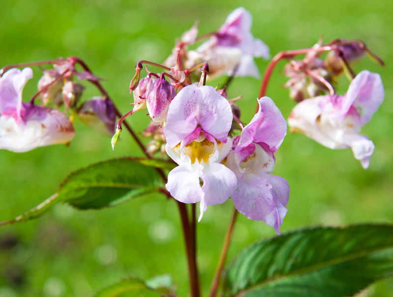 Himalayan Balsam flowers © Dave Kilbey