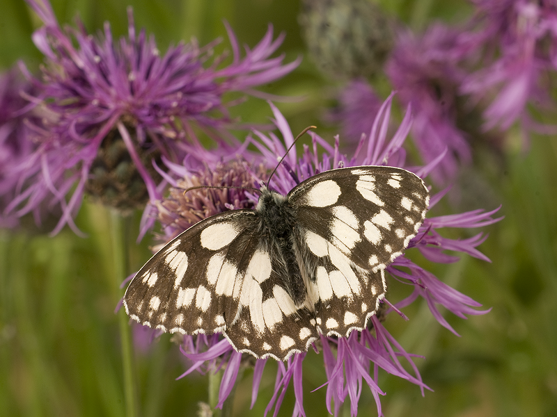 What's that black and white butterfly?
