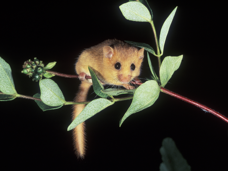 Planning and Infrastructure Bill threatens nature
