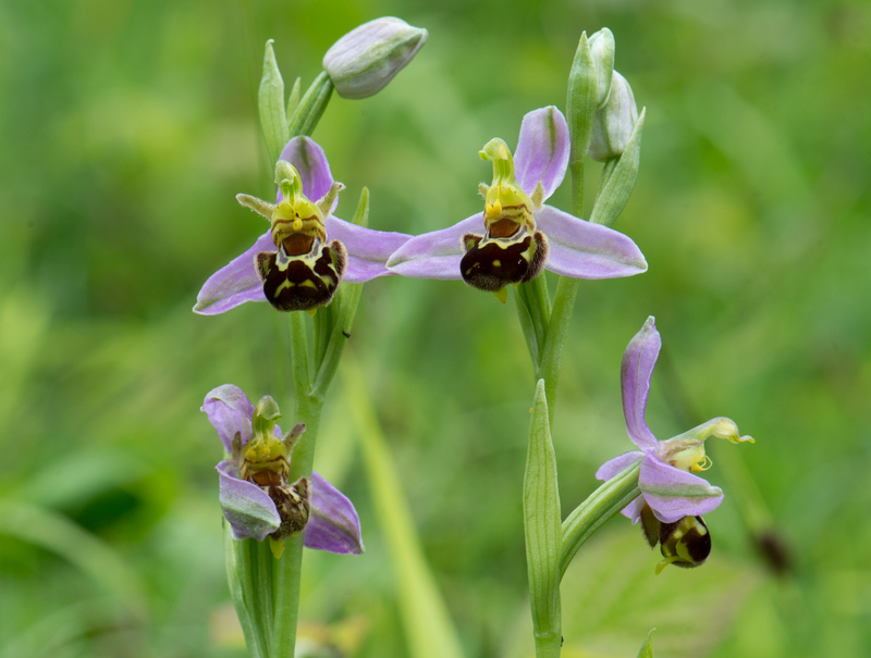Where to see… orchids