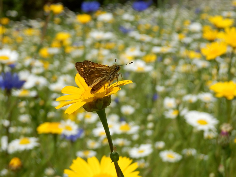 Corona Wildlife Diary: Day Twenty-seven