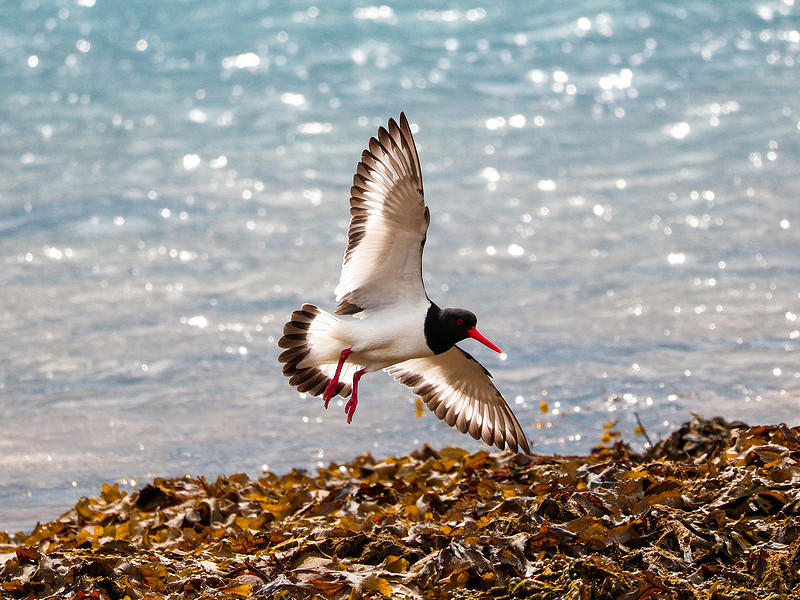 Local Nature Recovery Strategies for Sussex published