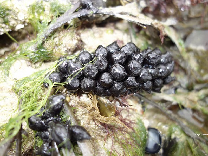 Rockpooling