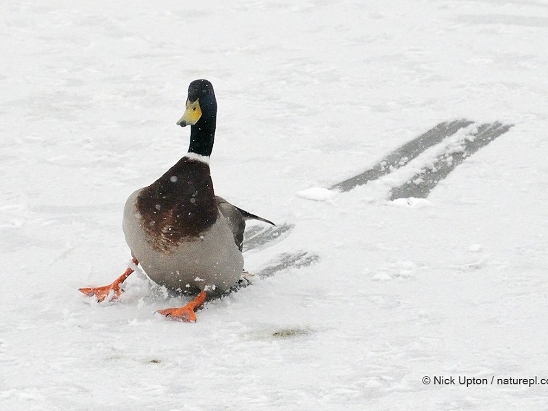 Royal Pavilion Ice Rink to hold Skate-A-Thon in aid of Sussex Wildlife Trust