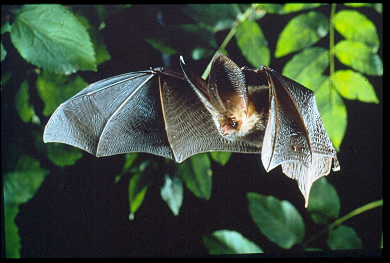 We speak to Tony Hutson of the Sussex Bat Group
