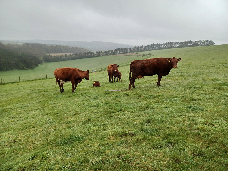 How Sussex Wildlife Trust manage their conservation grazing animals