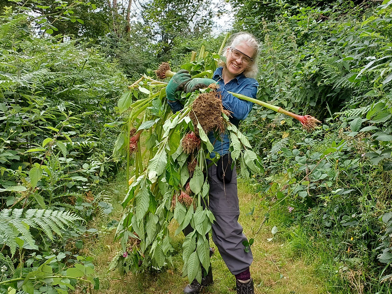 Himalayan Balsam: A Big Annual Problem For Nature
