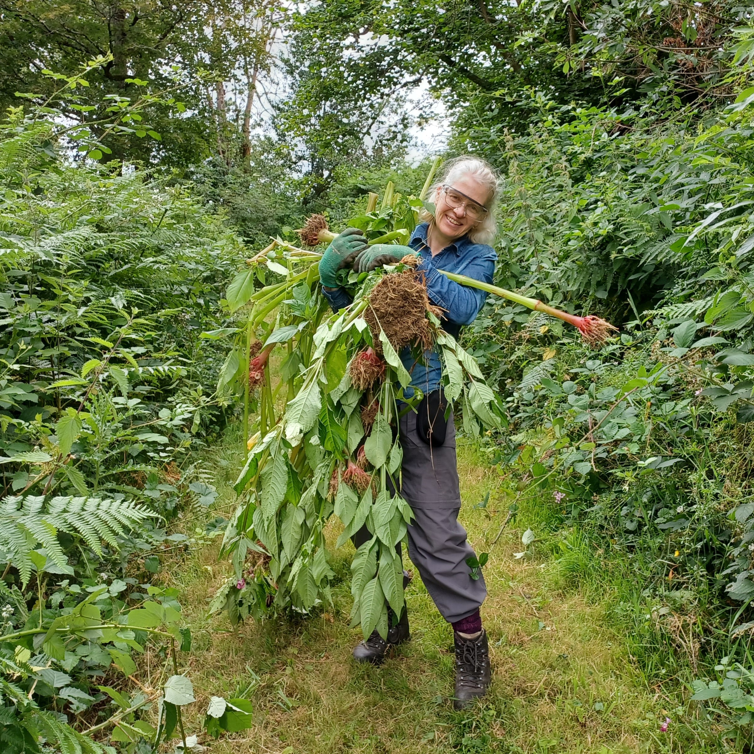 Himalayan Balsam: A Big Annual Problem For Nature