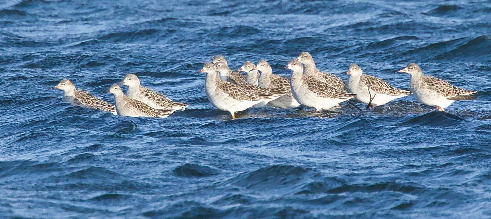 Rye Harbour Nature Reserve Sightings - February 2023