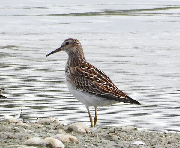 September 2021 - Rye Harbour Nature Reserve sightings